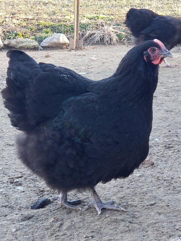 Black Orpington Started Young Pullet Hens - Chicken Scratch Poultry