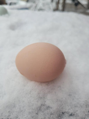 Black Orpington Fertile Hatching Eggs