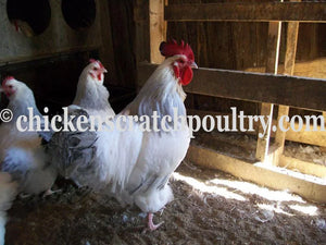 Coronation Sussex Chicks