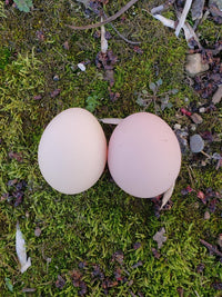 Coronation Sussex Chicks - Chicken Scratch Poultry