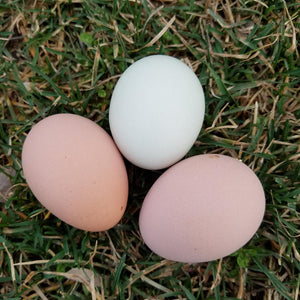 Coronation Sussex Fertile Hatching Eggs