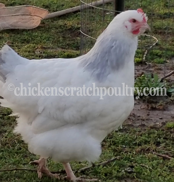 Coronation Sussex Chicks Chicken Scratch Poultry