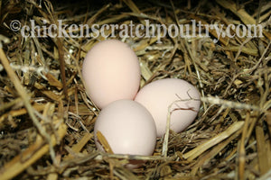 Coronation Sussex Fertile Hatching Eggs