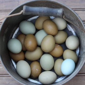 Olive Egger Chicks "Dark Green Egg Layer"