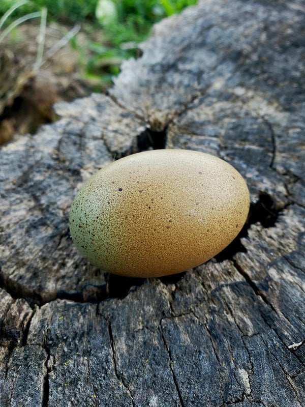 F2 Olive Egger Chicks - Chicken Scratch Poultry
