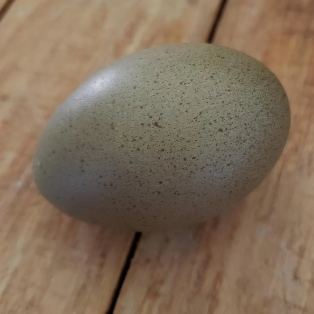 F2 Olive Egger Chicks