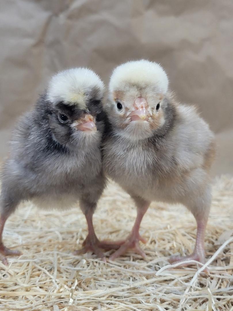 White Crested Cuckoo Polish Chicks