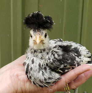 Appenzeller Silver Spitzhauben Started Young Pullet Hen