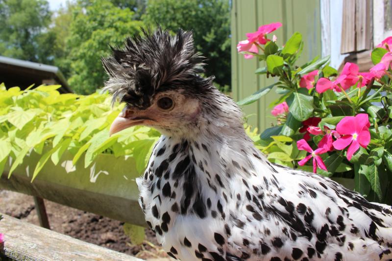 Appenzeller Silver Spitzhauben Started Young Pullet Hen