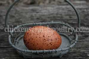 Welsummer Fertile Hatching Eggs